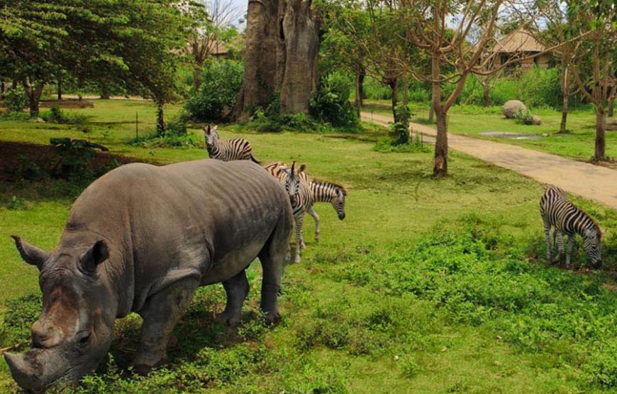 Bali Safari & Marine Park｜발리 사파리 & 마린파크