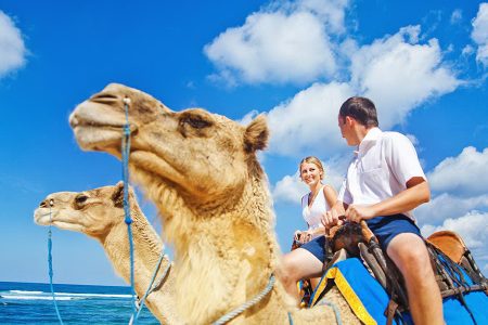 Bali Camel Safari｜발리 낙타 사파리