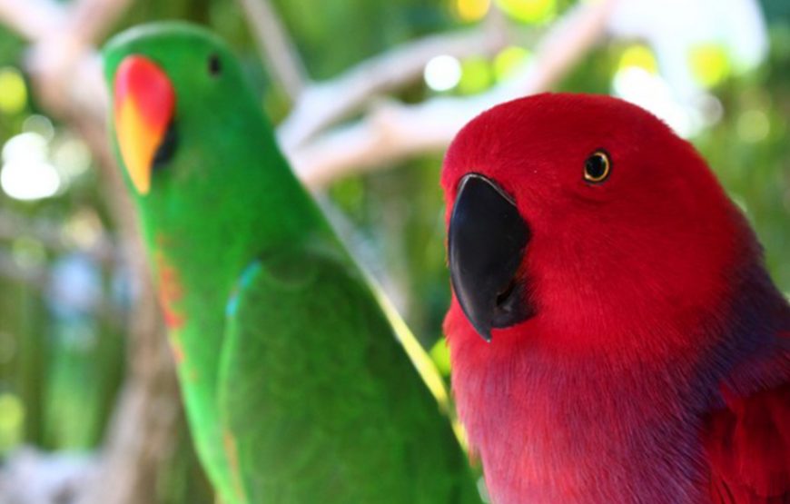 Bali Bird Park｜발리 새 공원