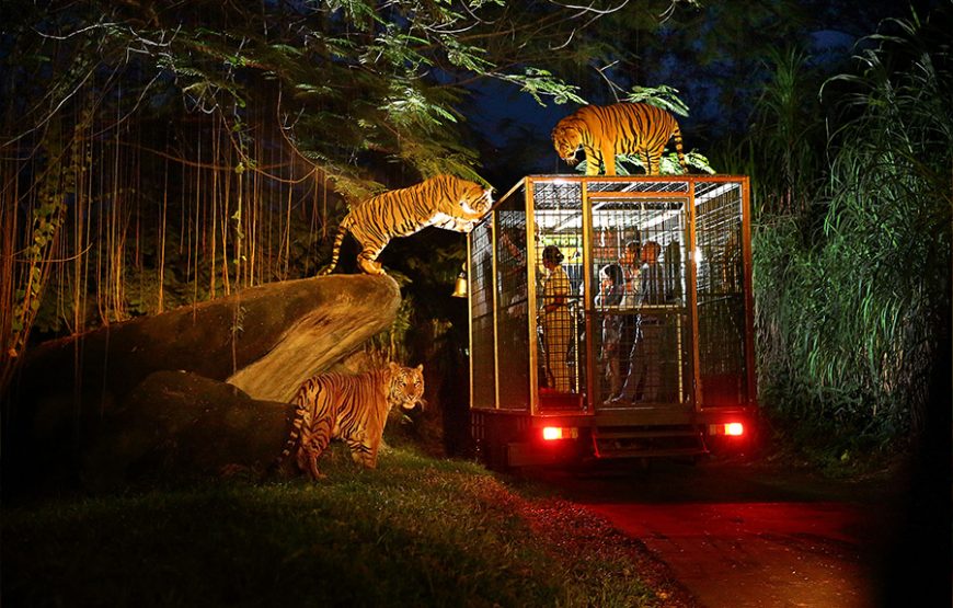 BALI NIGHT SAFARI｜발리 나이트사파리