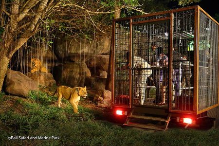 BALI NIGHT SAFARI｜발리 나이트사파리