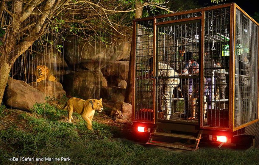 BALI NIGHT SAFARI｜발리 나이트사파리