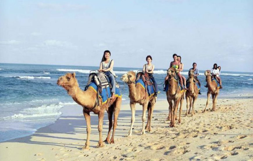 Bali Camel Safari｜발리 낙타 사파리