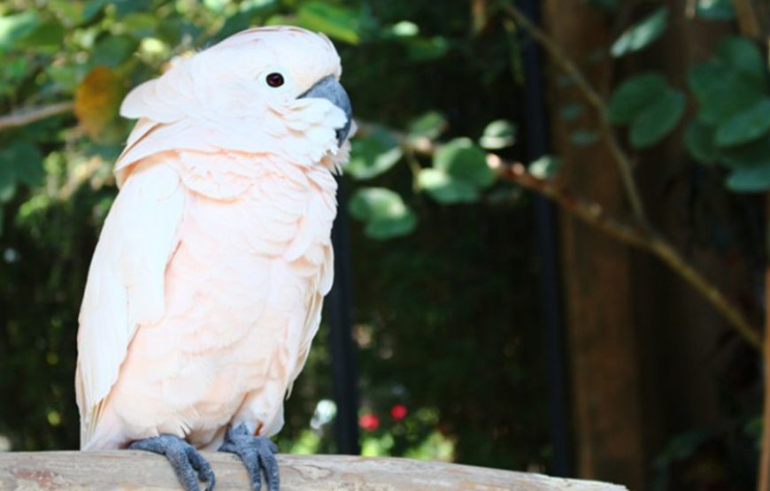 Bali Bird Park｜발리 새 공원