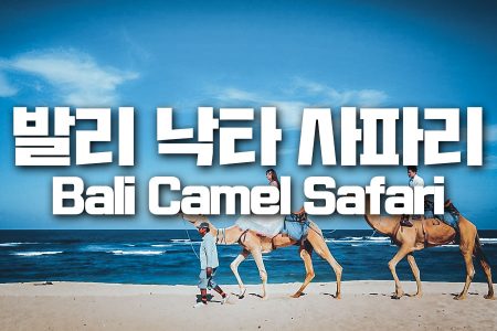 Bali Camel Safari｜발리 낙타 사파리