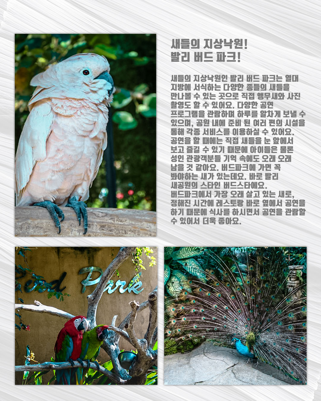 Bali Bird Park｜발리 새 공원