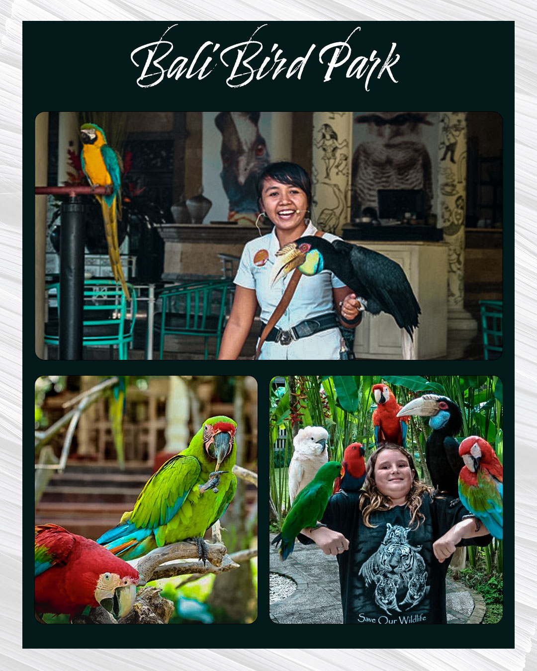 Bali Bird Park｜발리 새 공원